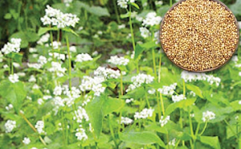 Buckwheat: कुट्टू उगाने की नई तकनीक