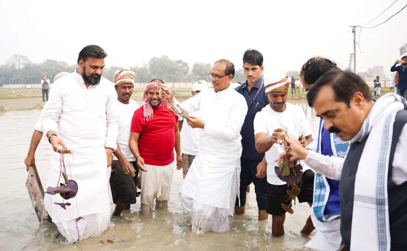 Fox Nut : टैक्नोलौजी की मदद से बेहतर व आसन होगी मखाने की खेती