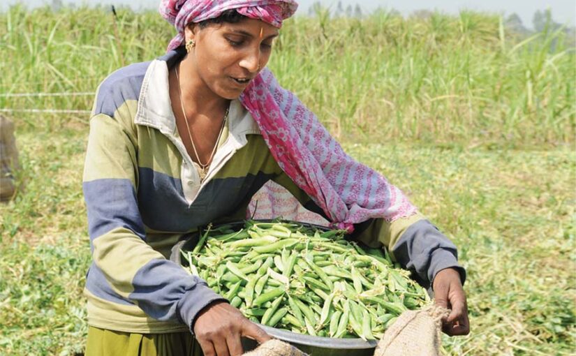 मटर की जैविक खेती, जानिए किस्में, देखभाल और पैदावार