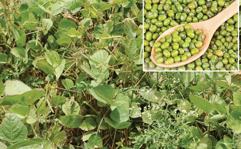 Mung Bean : ग्रीष्मकालीन मूंग की उन्नत खेती