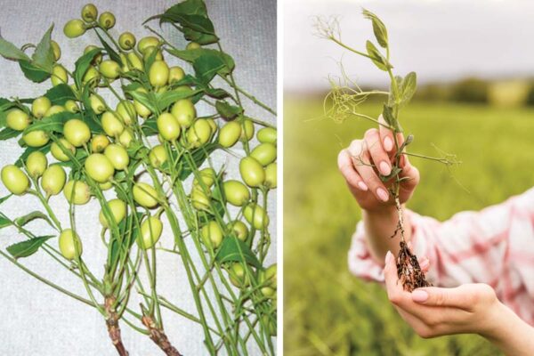 Nematodes : नीम (Neem) से निमेटोड का समाधान