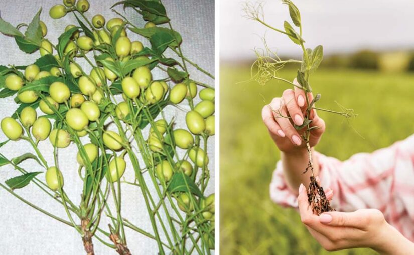 Nematodes : नीम (Neem) से निमेटोड का समाधान