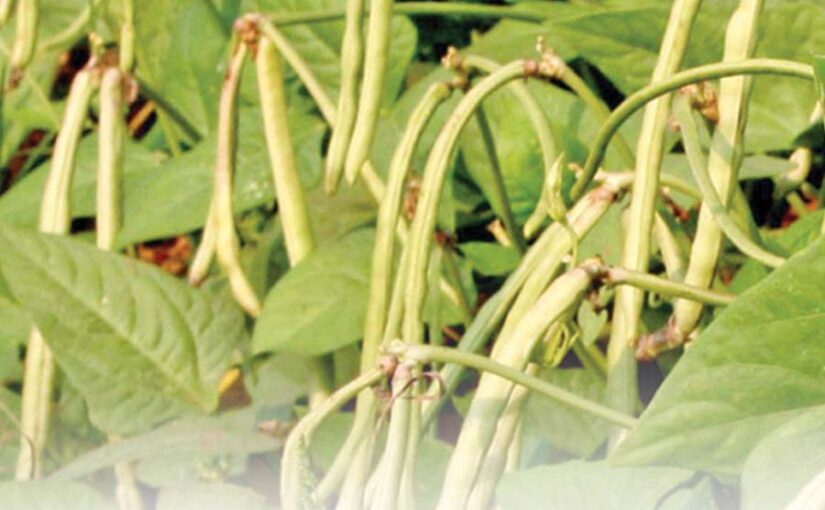 Cowpea: पशुओं के लिए पौष्टिकता से भरपूर लोबिया