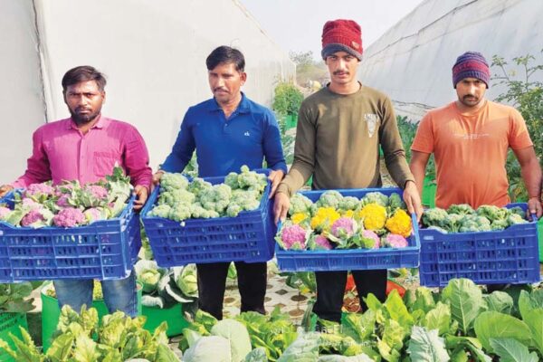 फायदेमंद हैं रंगीन सब्जियां (Colorful Vegetables)