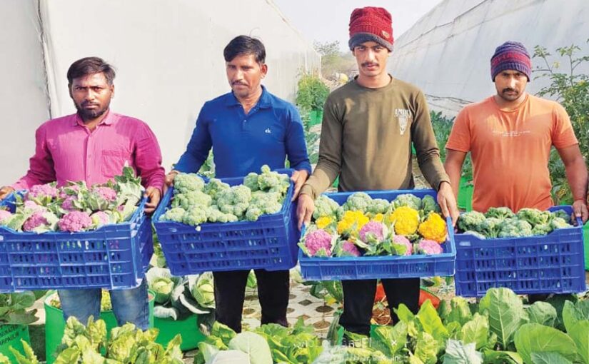 फायदेमंद हैं रंगीन सब्जियां (Colorful Vegetables)