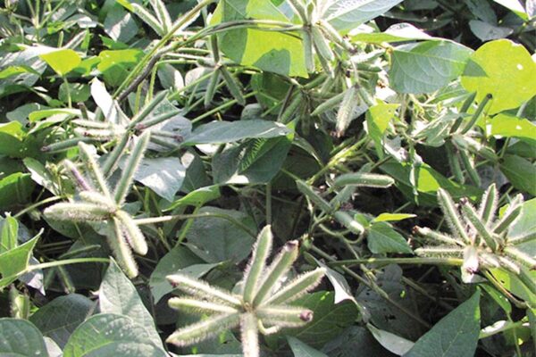 Urad: उड़द  की आधुनिक खेती