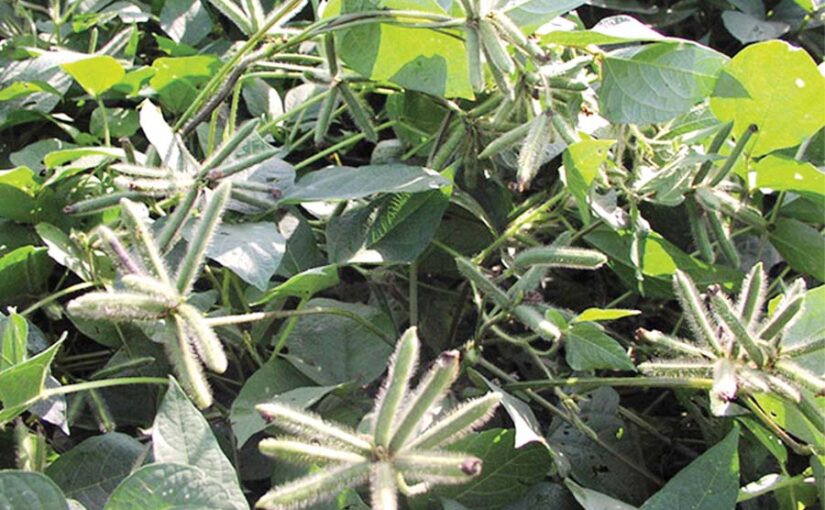 Urad: उड़द  की आधुनिक खेती