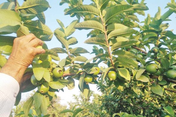 Guava Orchards : अमरूद के पुराने बागों का सुधार