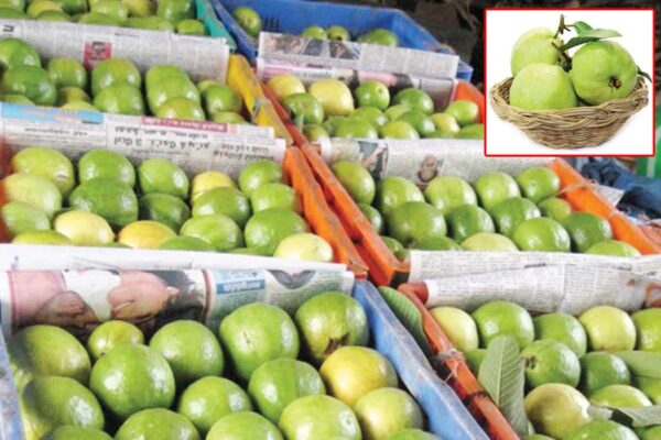 Guava Processing : अमरूद की प्रोसैसिंग – बनाए स्वादिष्ठ उत्पाद