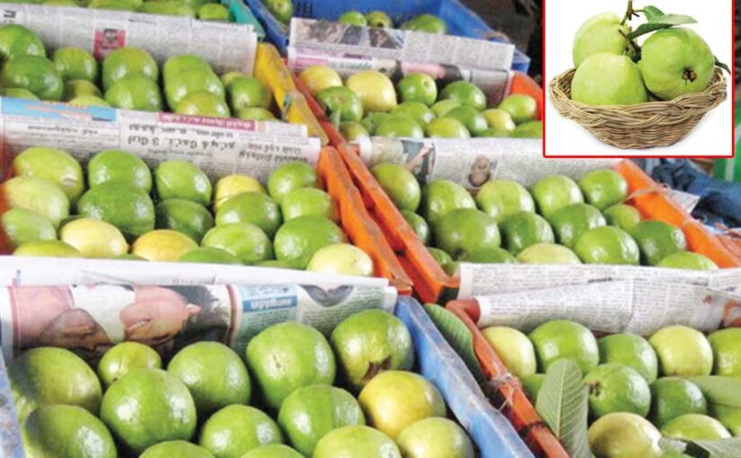 Guava Processing : अमरूद की प्रोसैसिंग – बनाए स्वादिष्ठ उत्पाद