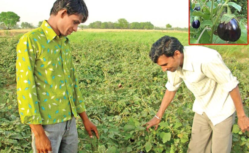 Brinjal : बैगन की आधुनिक खेती