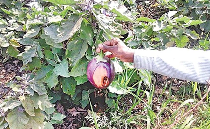 Brinjal Cultivation : बैगन की खेती में कीट व रोगों की रोकथाम