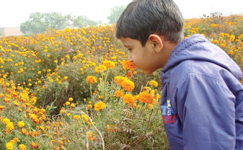 Marigold : गेंदा उगाएं अच्छी आमदनी पाएं