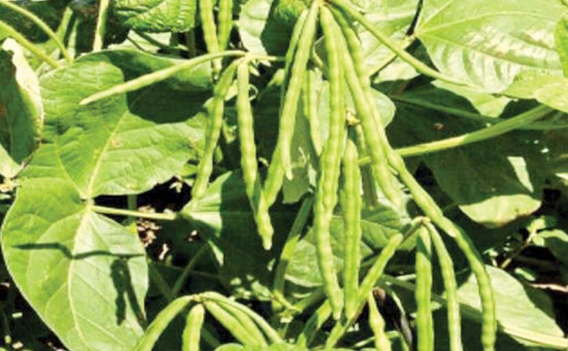 Urad Mung Cultivation : जायद में उड़दमूंग की वैज्ञानिक खेती