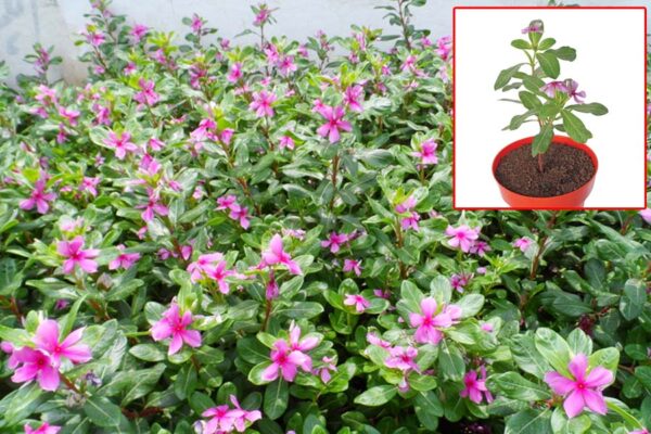 Flower Cultivation : गुणों से भरपूर है सदाबहार की खेती