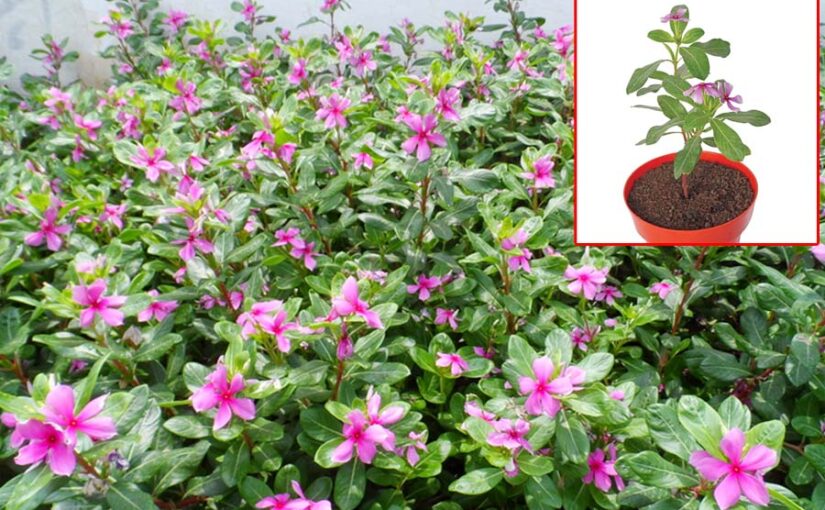 Flower Cultivation : गुणों से भरपूर है सदाबहार की खेती