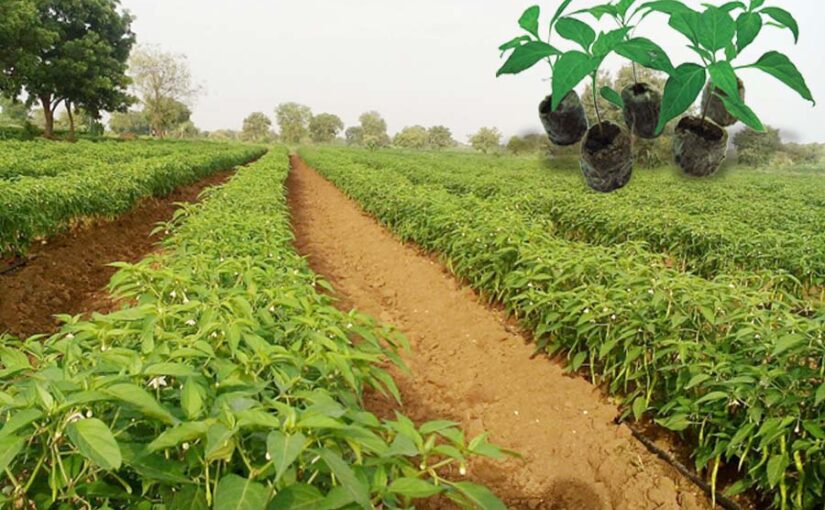 Chilli Nursery : वैज्ञानिक विधि द्वारा मिर्च की पौधशाला करें तैयार