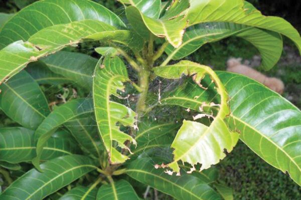 Mango Orchards : आम के बागों में कीड़ों व रोगों की रोकथाम जरूरी