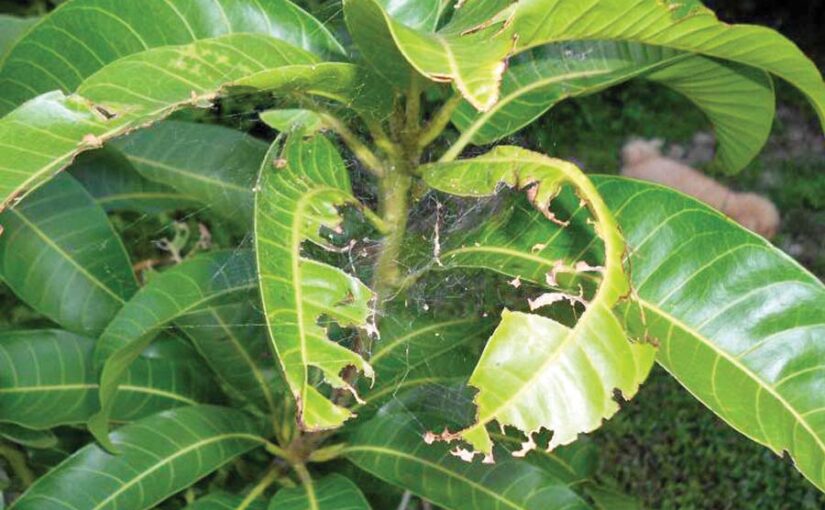 Mango Orchards : आम के बागों में कीड़ों व रोगों की रोकथाम जरूरी