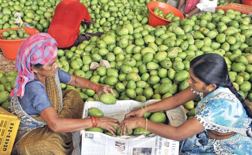 Mango : आम की तोड़ाई के बाद फलों की कैसे करे देखभाल