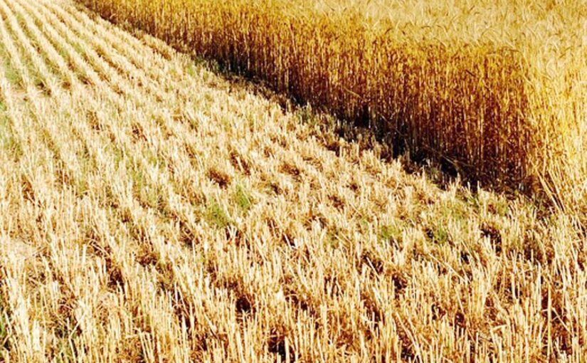 Field Fertility: खेत की उर्वराशक्ति बढ़ाने में गेहूं की नरई की भूमिका