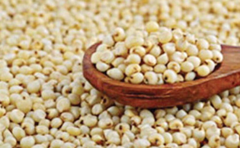 Jowar : जायद में ज्वार (sorghum) की खेती