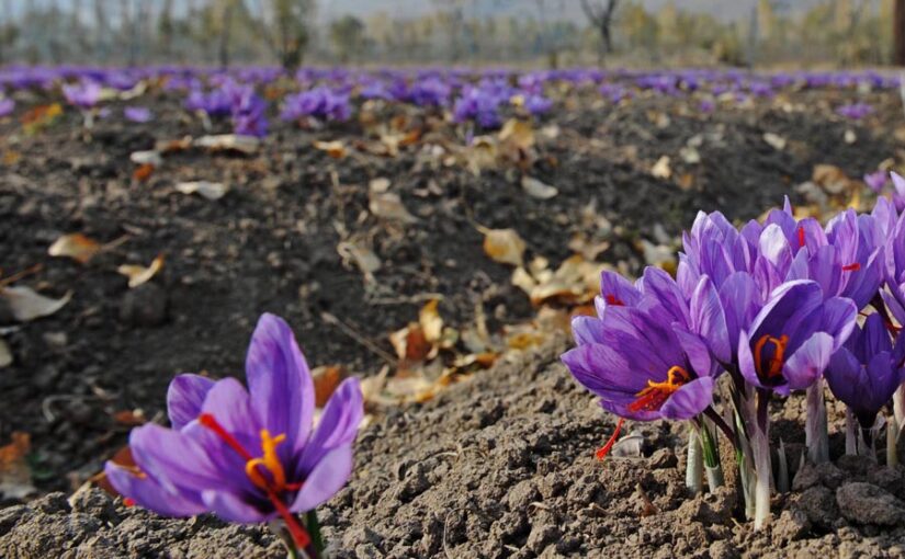 Saffron Cultivation : अब केसर की खेती होगी पश्चिम उत्तर प्रदेश में भी