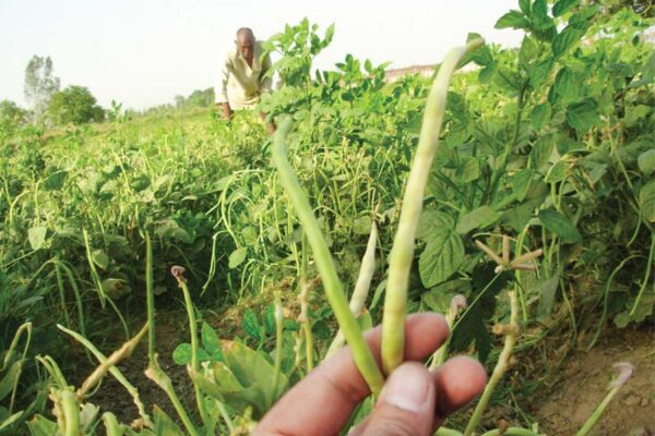 Cowpea: लोबिया – गरमी का हरा चारा