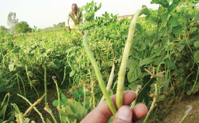 Cowpea: लोबिया – गरमी का हरा चारा