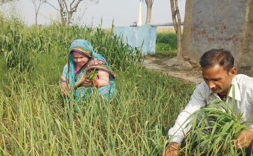 Farming Work : मार्च महीने में करें ये जरूरी काम