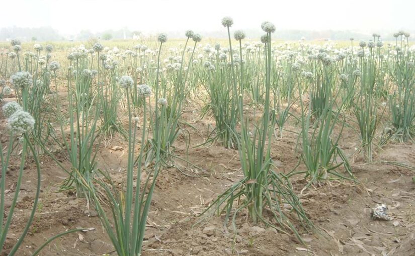 Spice Crops : खेती और प्रोसैसिंग से मिलेगी अधिक आमदनी
