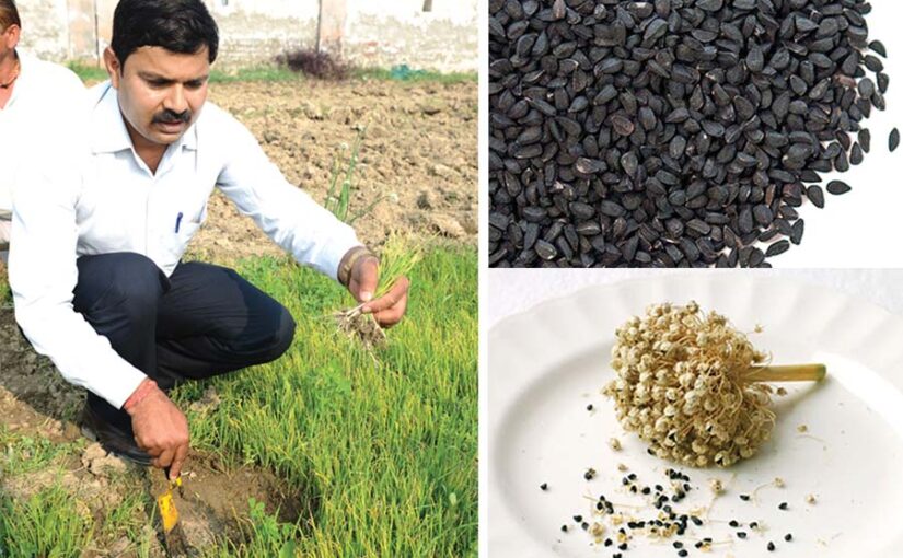 Onion Seed : प्याज बीज उत्पादन की वैज्ञानिक विधि