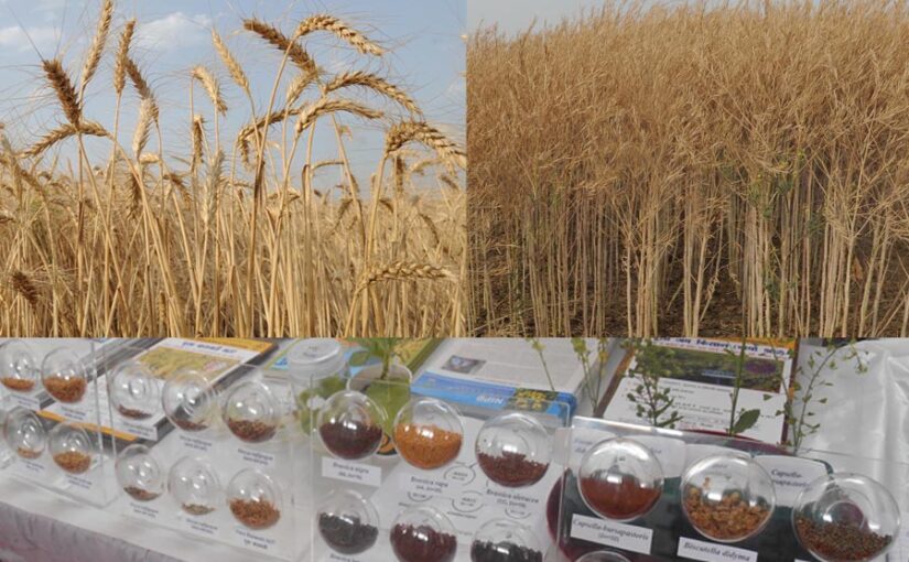 Seed Technology : उन्नत बीज तकनीकों का प्रदर्शन