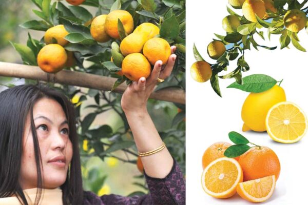 Citrus Fruits : नीबू प्रजाति के फलों की खेती