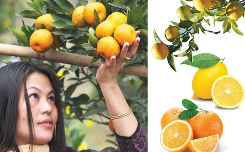 Citrus Fruits : नीबू प्रजाति के फलों की खेती