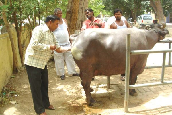 बांझ होते मवेशी (Cattle) और परेशान पशुपालक
