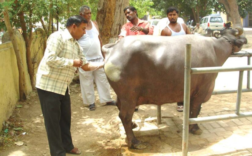 बांझ होते मवेशी (Cattle) और परेशान पशुपालक
