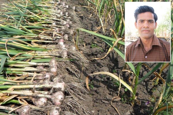 लहसुन (Garlic) उखाड़ने की मशीन से काम हुआ आसान