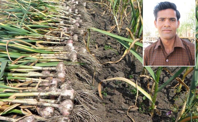 लहसुन (Garlic) उखाड़ने की मशीन से काम हुआ आसान