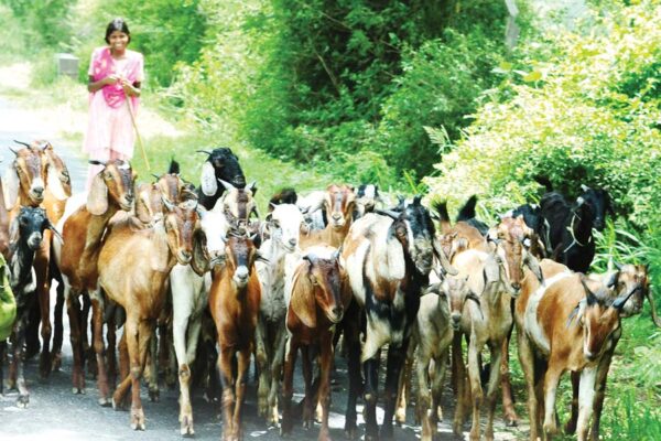 Goat Farming : बकरीपालन को कैसे दें प्रोफेशनल रंग