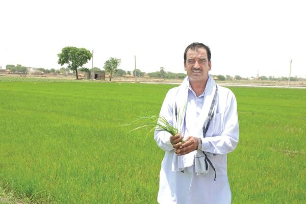 Paddy: धान की उन्नत खेती से उगा सकते हैं सोना