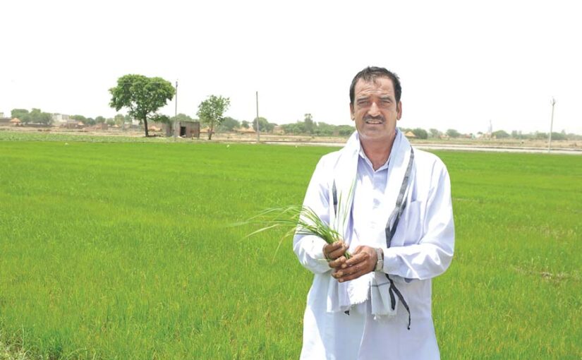 Paddy: धान की उन्नत खेती से उगा सकते हैं सोना