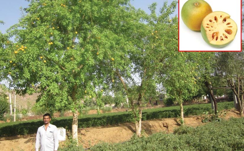 बेल (Wood Apple) की खेती