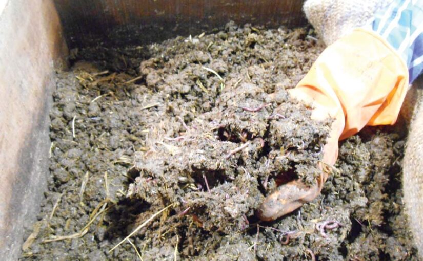Vermicompost : घर में बनाएं वर्मी कंपोस्ट