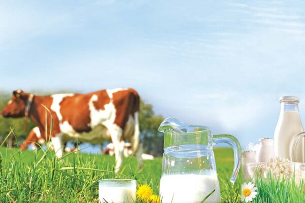 Dairy Farming : गरमियों में दूध को कैसे बढ़ाएं