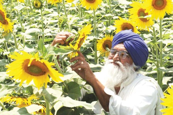 Sunflower : सूरजमुखी से भरपूर आमदनी