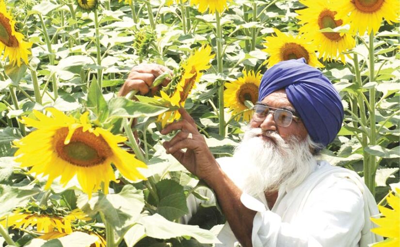 Sunflower : सूरजमुखी से भरपूर आमदनी