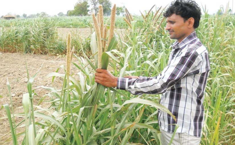 बाजरे (Millet) की खेती