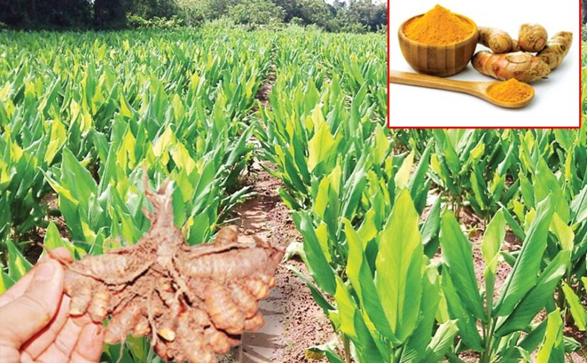 हलदी (Turmeric) की खेती