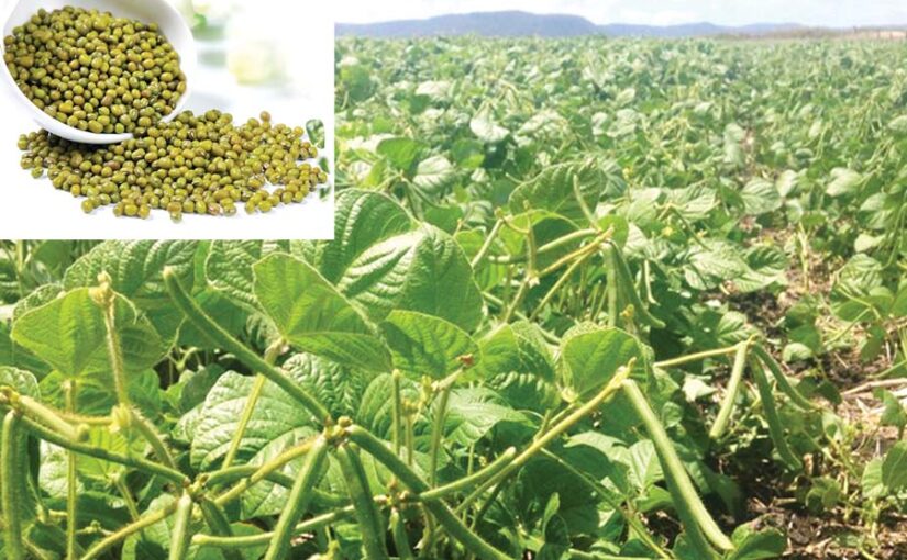 52 दिनों में तैयार होने वाली मूंग (Moong)